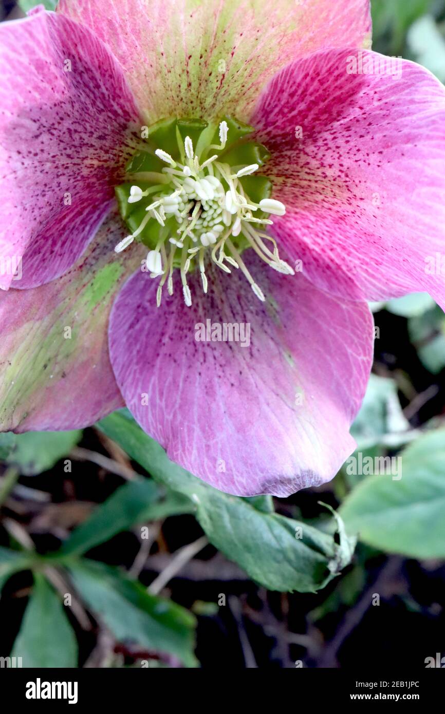 Helleborus x hybridus ‘Pink Lady Spotted Lady Series’ Hellebore Pink Lady Spotted – fiori rosa intenso con riflessi verdi pallidi, febbraio, Inghilterra, Regno Unito Foto Stock