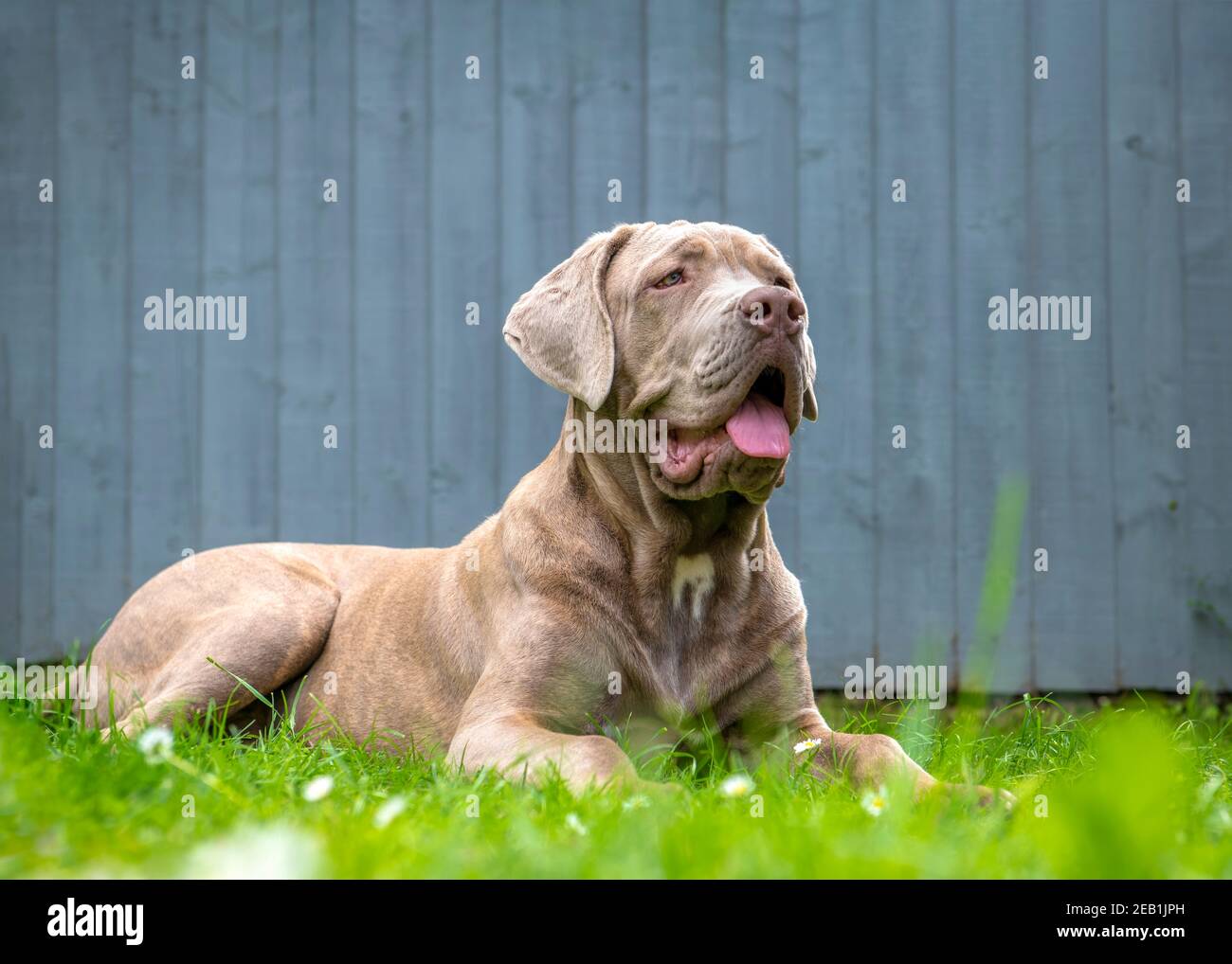 Grande animale domestico di famiglia, cane sbalorditivo che si trova sull'erba che osserva molto soddisfare e spazio di copia amorevole sullo sfondo normale Foto Stock
