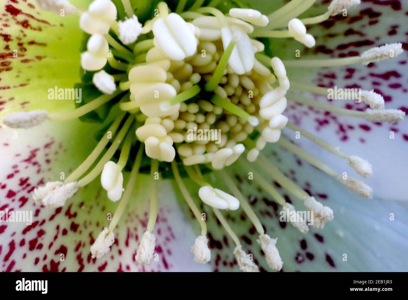 Helleborus x hybridus ‘Single White Spotted’ Hellebore Single White Spotted – fiori bianchi con fleole viola, febbraio, Inghilterra, Regno Unito Foto Stock