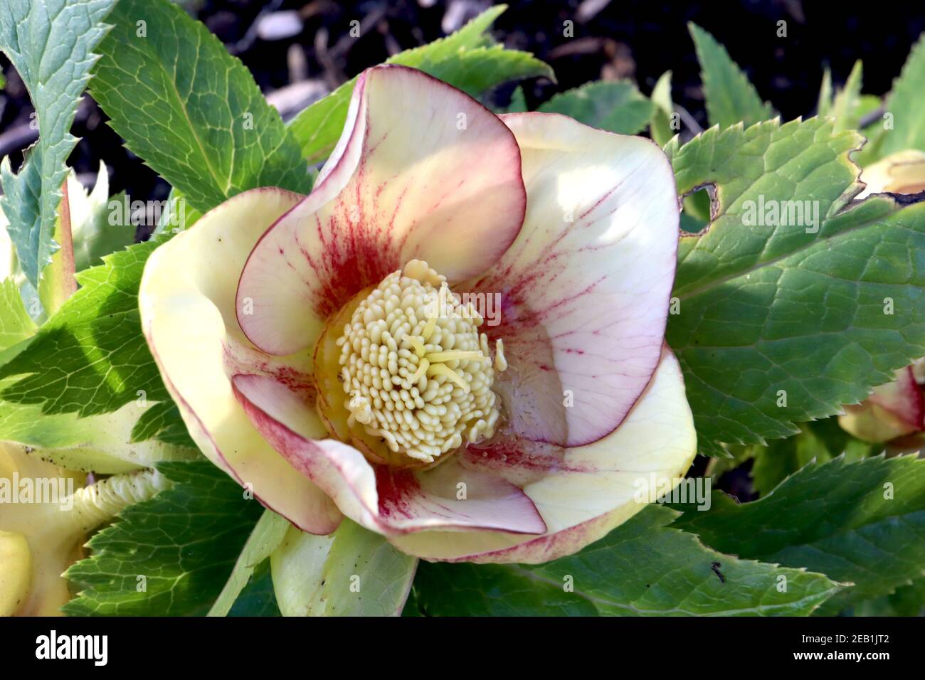 Helleborus x hybridus ‘Harvington Single Picotee’ Hellebore Single Picotee – fiori gialli pallidi con margini e vene viola, febbraio, Inghilterra, Regno Unito Foto Stock