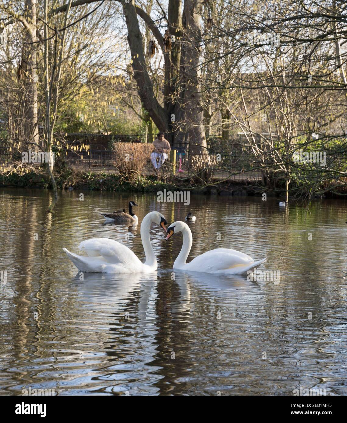 il cigno bianco muto si coccolò in natura Effettuare prenotazioni on-line Pond London Foto Stock