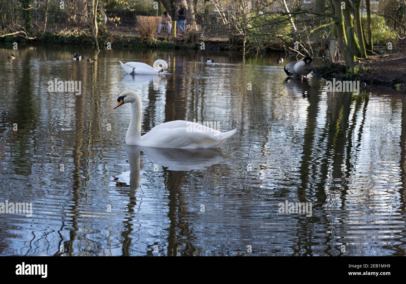 Bianco muto cigno che gioca nella riserva naturale stagno Londra Foto Stock