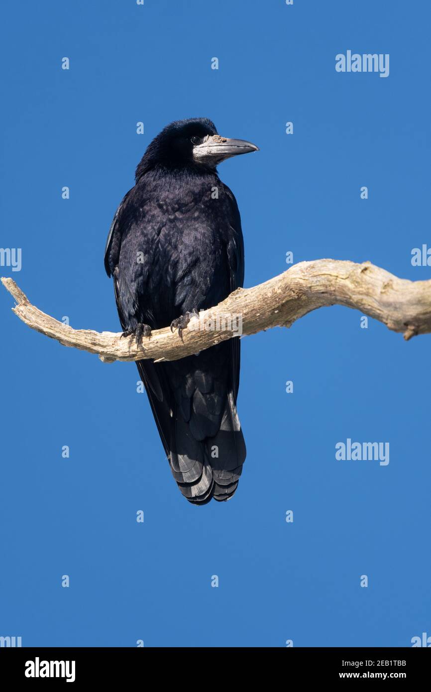 Rook (corvus frugilegus) con fango su becco da scavare per vermi e granchi seduti su ramo morto contro cielo blu - Scozia, Regno Unito Foto Stock