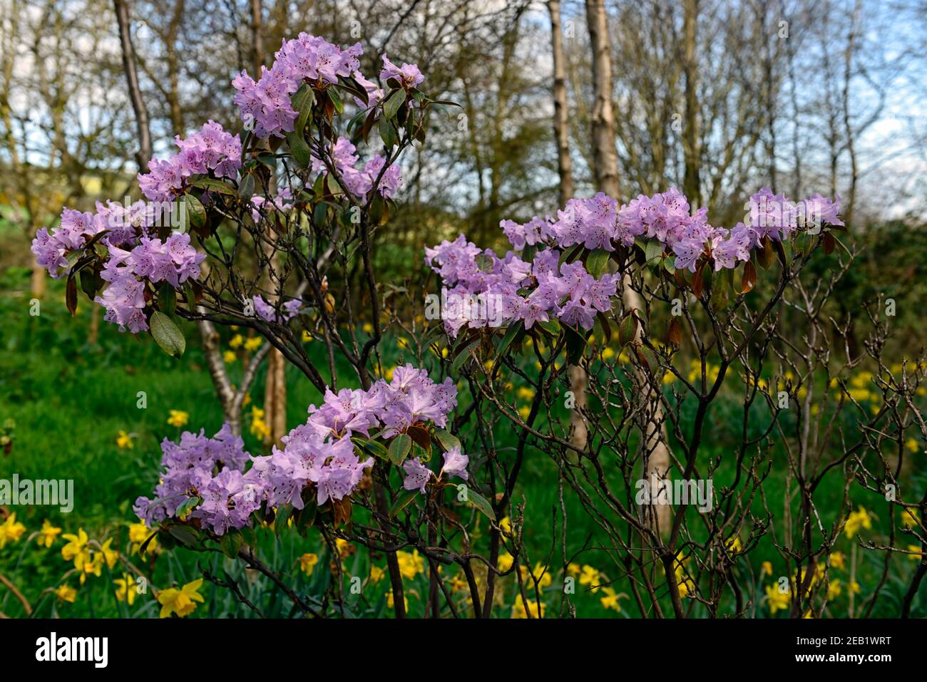 Rhododendron heliolepis, rododendron fiori, fioritura, primavera, lilla fiori, viola chiaro fiori, fiore, primavera in giardino, rododendri, RM floreale Foto Stock