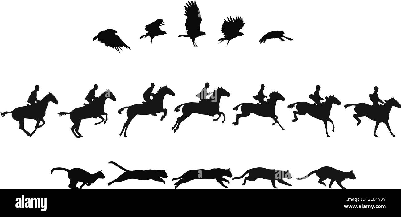 studi del movimento di uccelli, cavalli e gatti in più immagini Foto Stock
