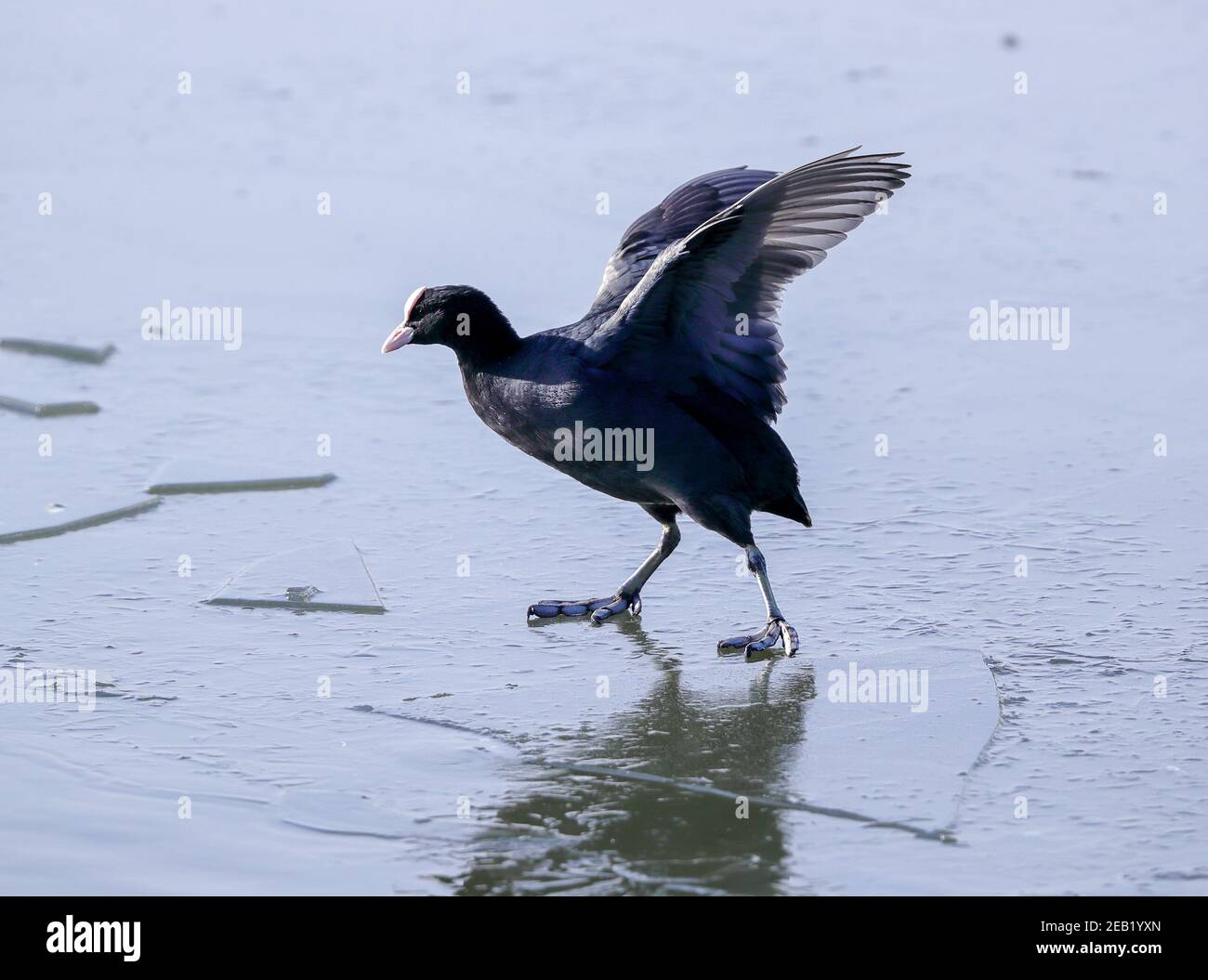 coot su ghiaccio Foto Stock