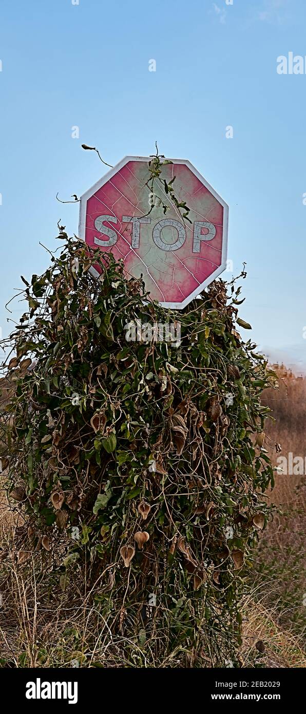 segnale di traffico, segnale di stop, sbiadito, surcresciuto, giorno di sole, verticale Foto Stock