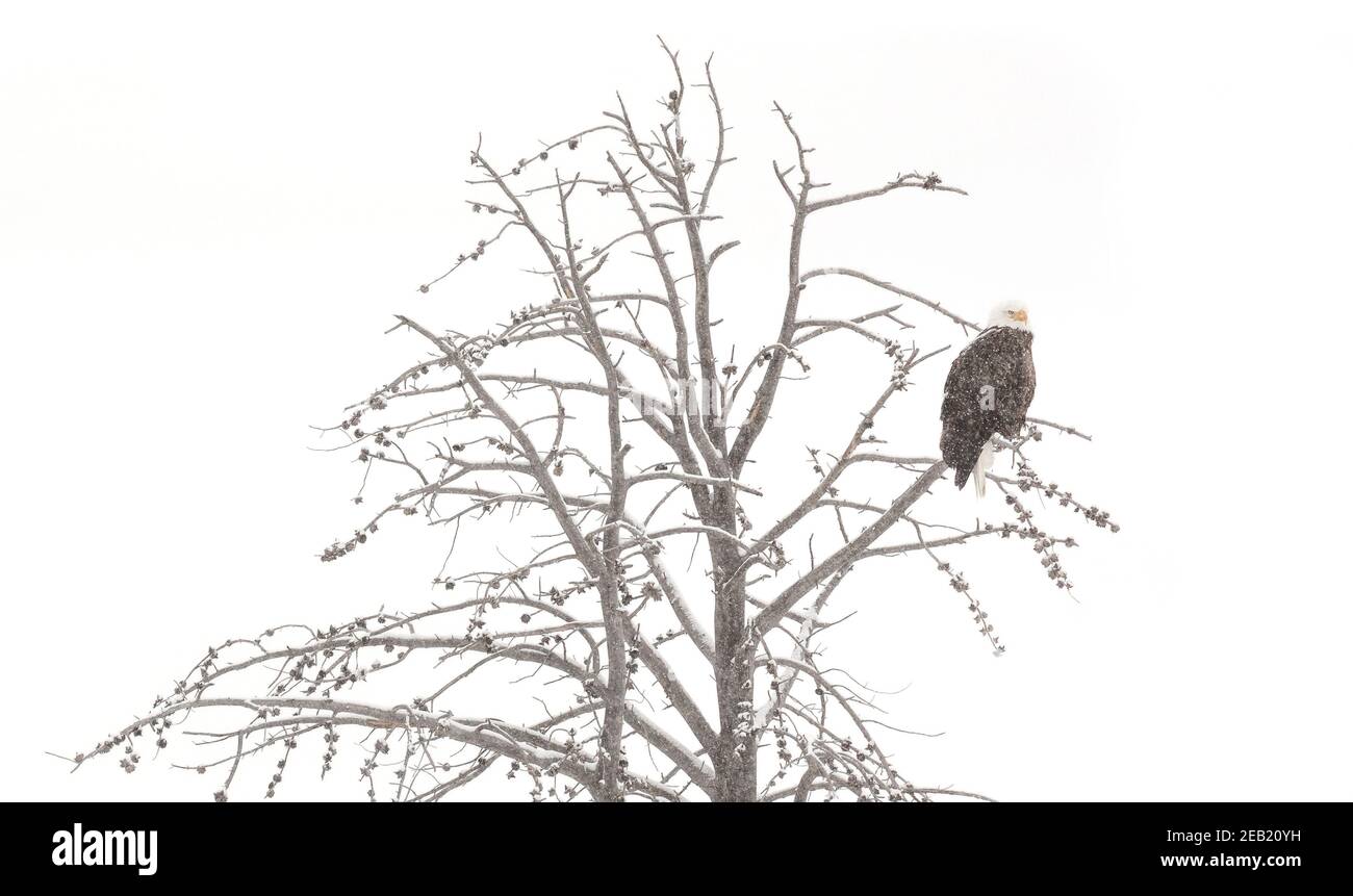Parco Nazionale di Yellowstone, Wyoming: Aquila calva (Haliaetus leucocefalo) in larice; inverno Foto Stock