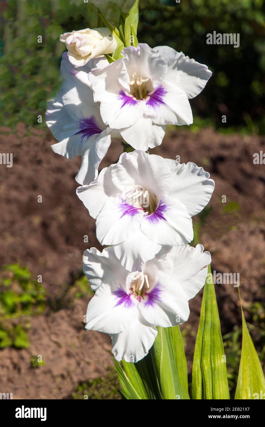 Primo piano di grandi fiori di Gladiolus Ysatis in fioritura estiva fiori bianchi con marcature viola in gola Foto Stock