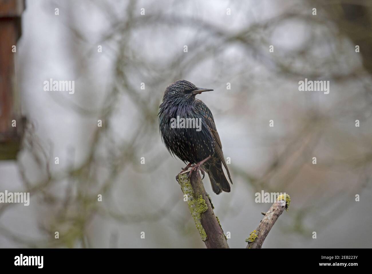 Singolo stellato Sturnus vulgaris appollaiato su ramo morto Foto Stock