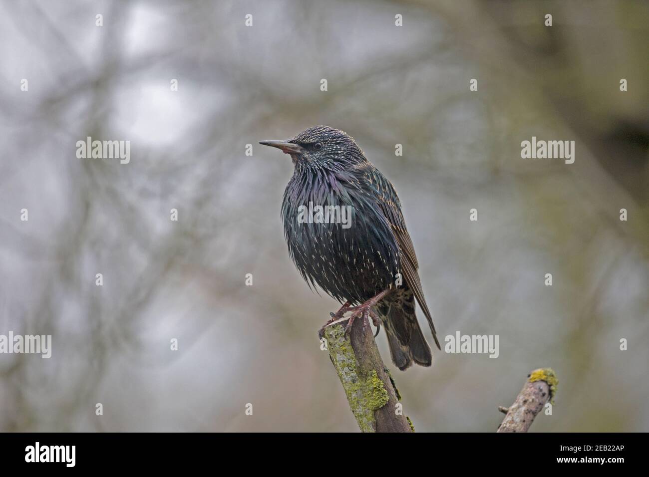 Singolo stellato Sturnus vulgaris appollaiato su ramo morto Foto Stock