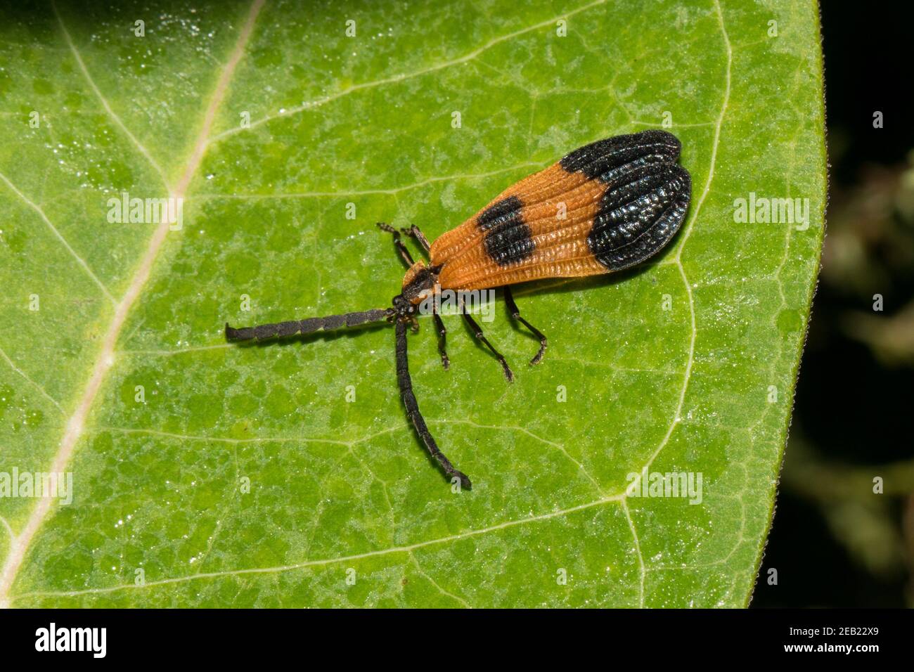 Primo piano di un adulto di un coleottero alato a rete, Calopteron reticulatum. Foto Stock
