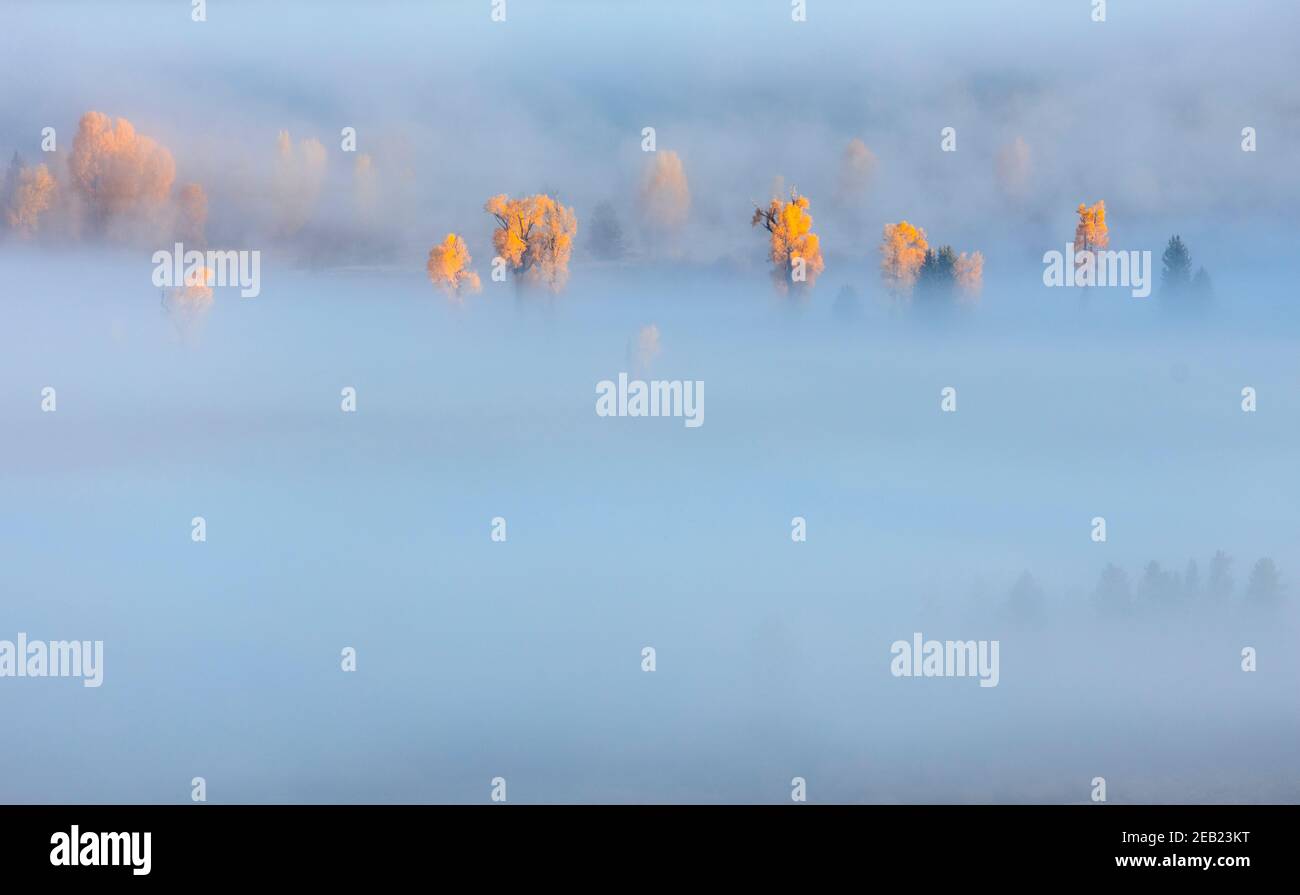 Grand Teton National Park, Wyoming: Il sole del mattino illumina i boschi di cotoni e pini d'autunno bagnati dalla nebbia nella Snake River Valley Foto Stock
