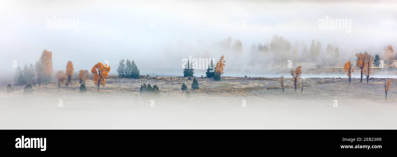 Grand Teton National Park, WY: La nebbia avvolge boschi di cotoni e pini della valle del fiume Snake Foto Stock