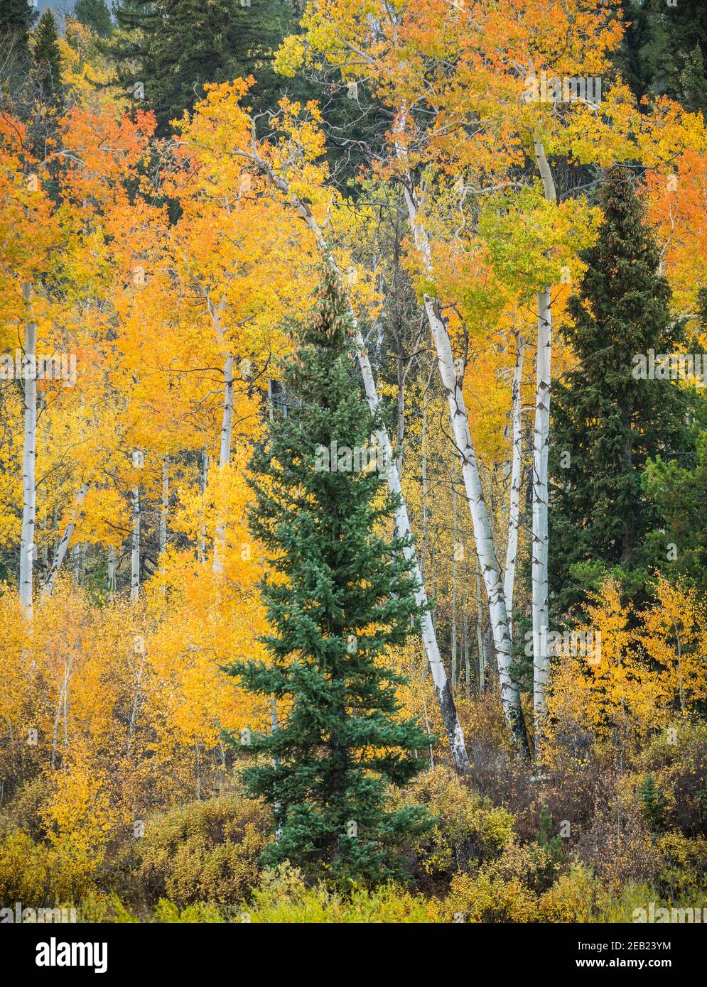 Grand Teton National Park, Wyoming: Aspen boschetto e pini in autunno Foto Stock