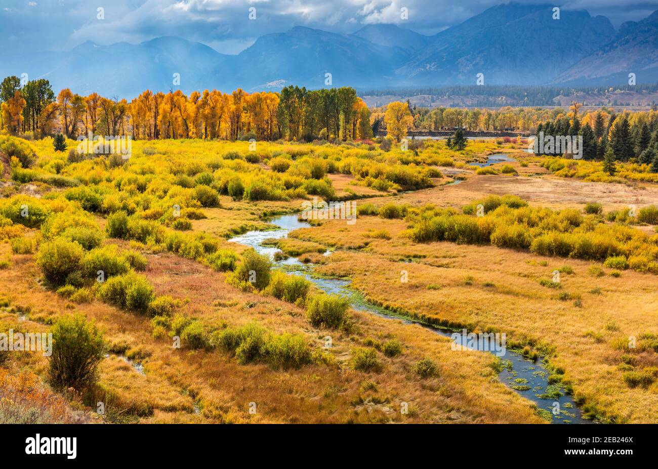 Grand Teton National Park, WY: Il torrente scorre attraverso un prato erboso presso i ponti di Blacktail con una linea di cotonwoods retroilluminati al sole del pomeriggio Foto Stock