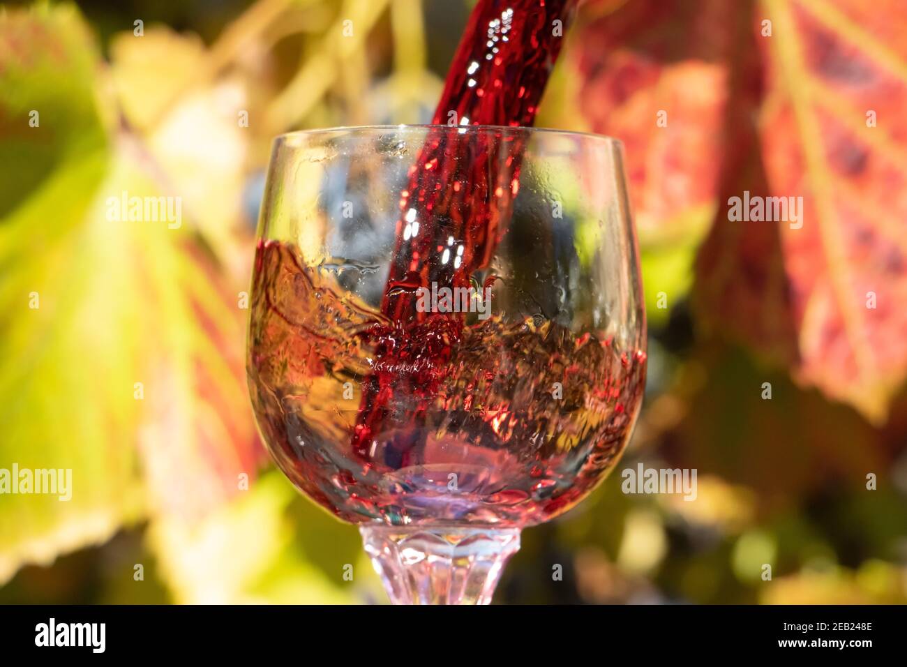 Un vino rosso che si versa nel bicchiere sullo sfondo del vigneto. Un vino rosso che si sprigola in una verricello. Foto Stock