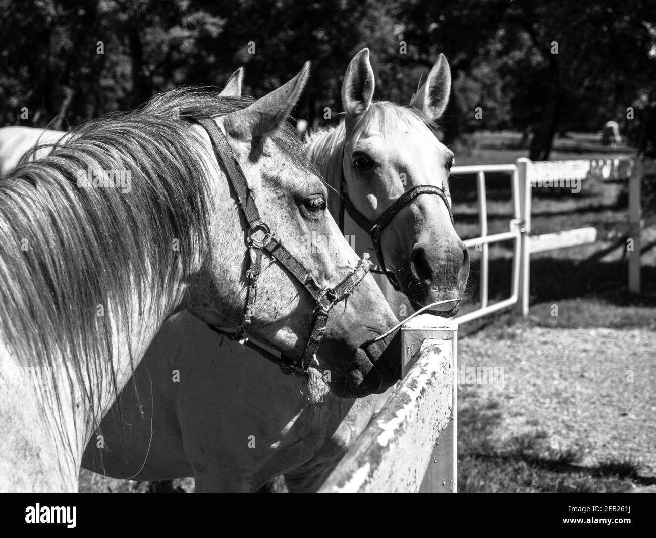 Ritratto di due Lipizzaners Foto Stock