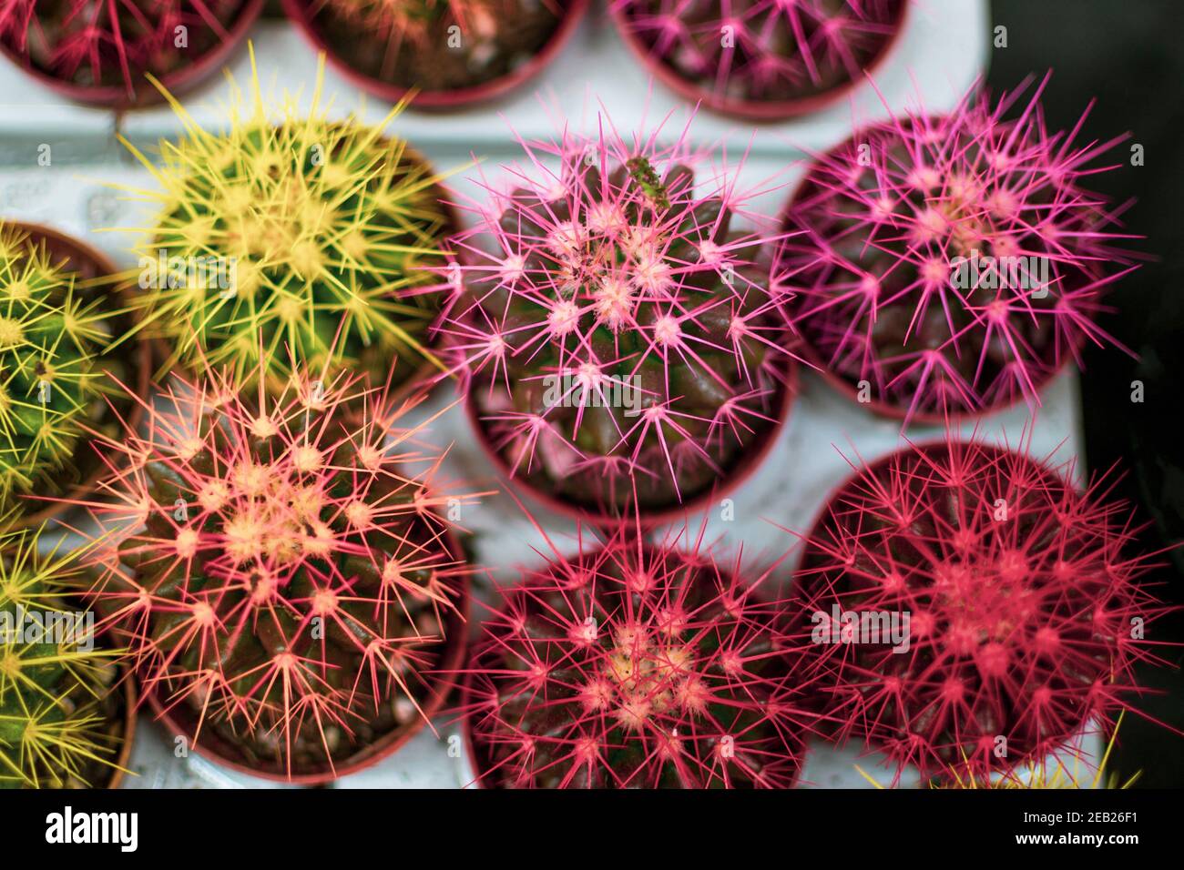 Bellissimi cactus rossi rosa. Piante esotiche decorative, vista dall'alto Foto Stock