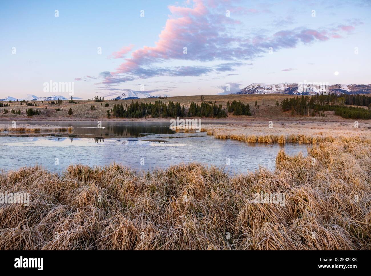 Yellowstone National Park, WY: Alba colorata su erbe ghiacciate su Swan Lake Flats a Gardners Hole Foto Stock