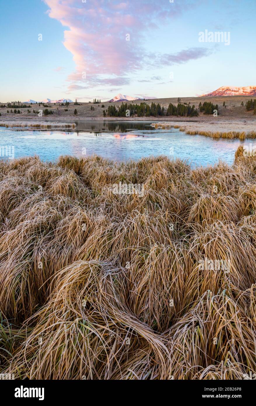 Yellowstone National Park, WY: Alba sul lago Swan Appartamenti con erbe ghiacciate e ghiaccio sul lago Foto Stock