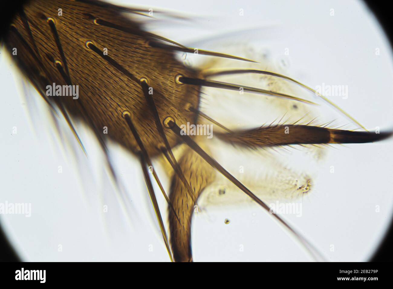 Gamba per uso domestico con setole e artigli sotto il microscopio ottico, ingrandimento 400 volte Foto Stock