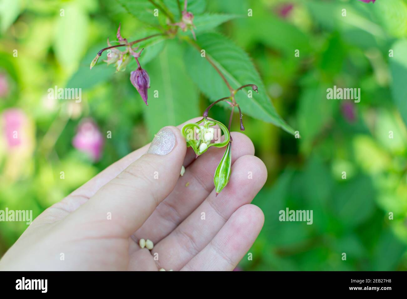 Semi di balsamo dell'Himalaya in primo piano della mano umana. Poliziotto casco pianta, Bobby Tops, invasive specie di piante asiatiche Foto Stock