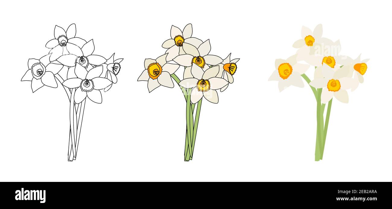 Bouquet di fiori primaverili di narcisi isolati su sfondo bianco Illustrazione vettoriale EPS10 Illustrazione Vettoriale
