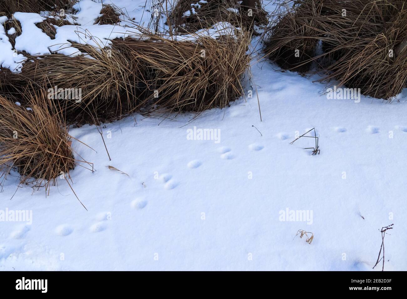 Impronte di animali e uccelli in neve bianca fresca in inverno. Foto Stock