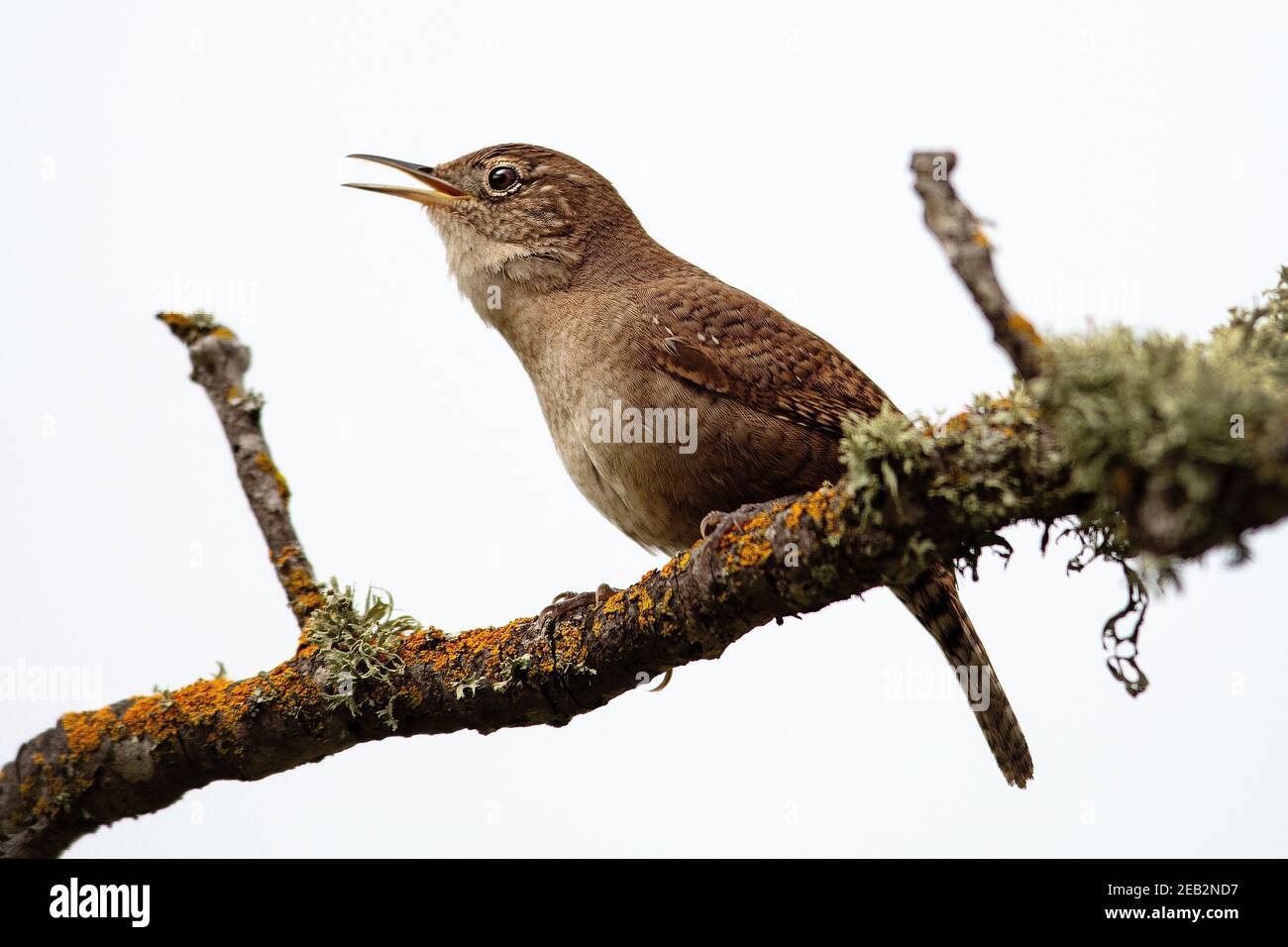 Casa del nord wren (Troglodytes aedon) a Palo alto California Foto Stock