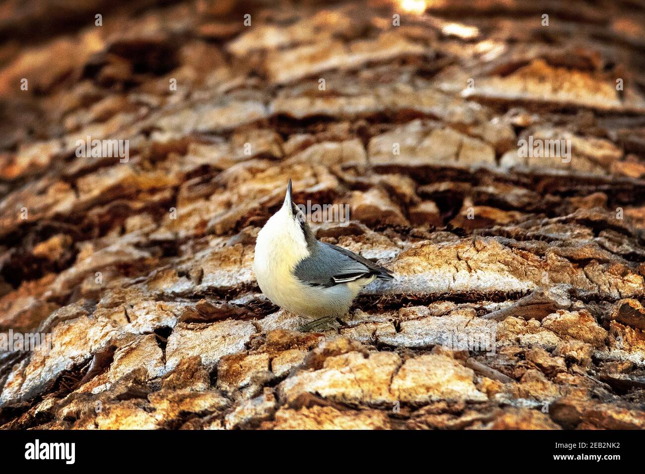 Uccello Pygmy Nuthatch (Sitta pygmaea) a Palo alto, California Foto Stock