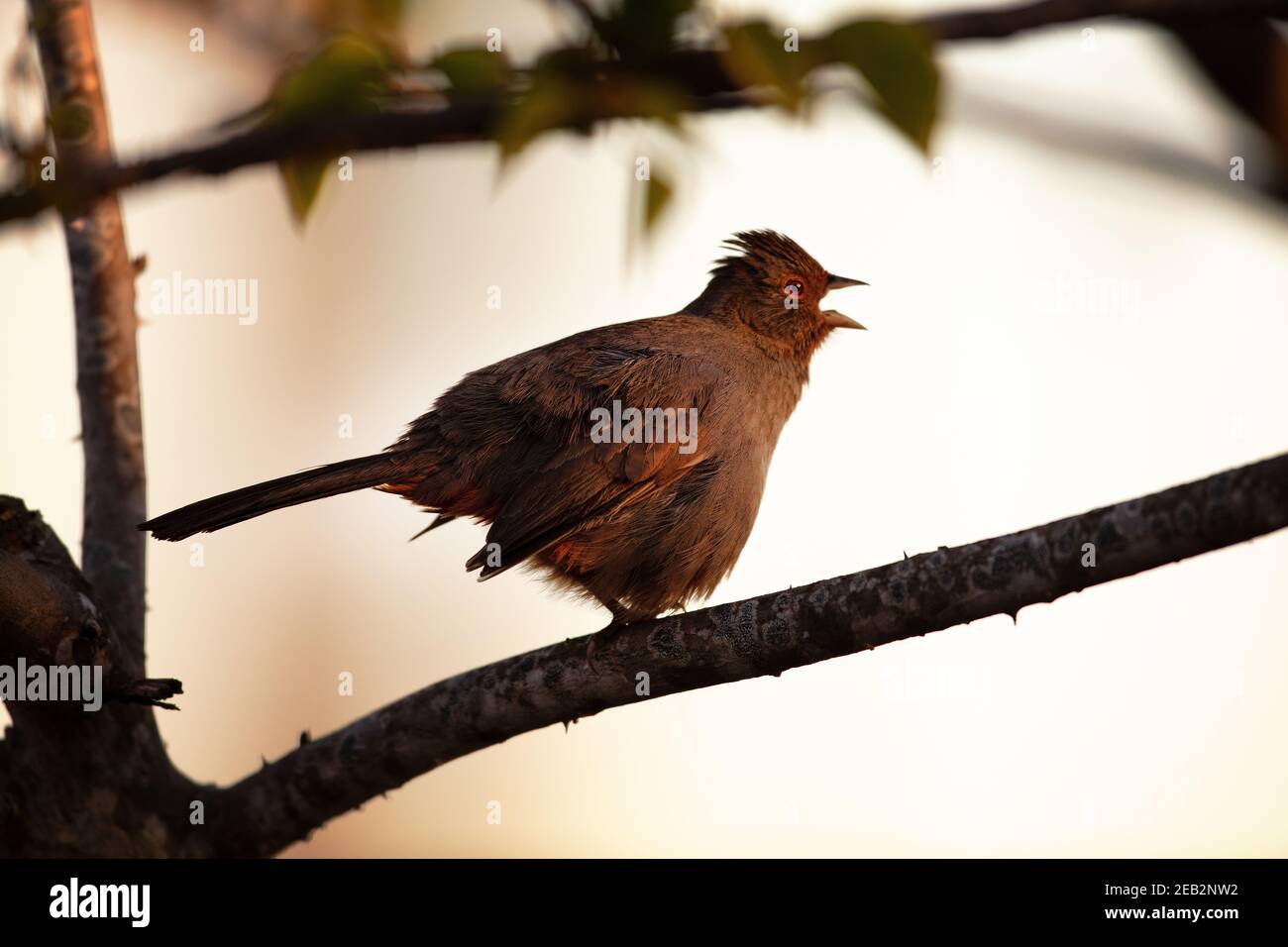 Il towhee californiano (Melozone crissalis) a Santa Barbara, California Foto Stock