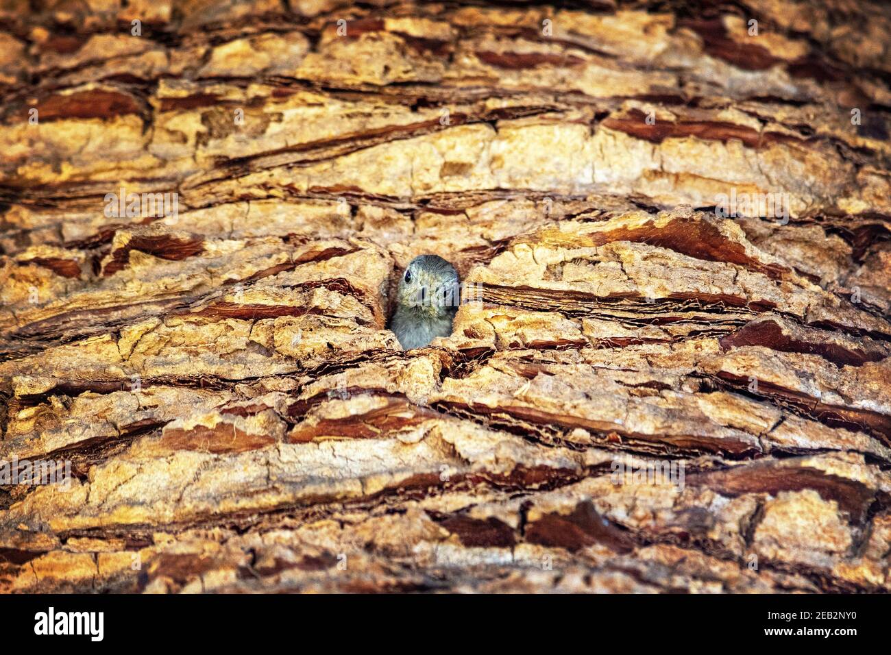 Un uccello guarda fuori dal suo nido in una palma. Palo alto California Foto Stock