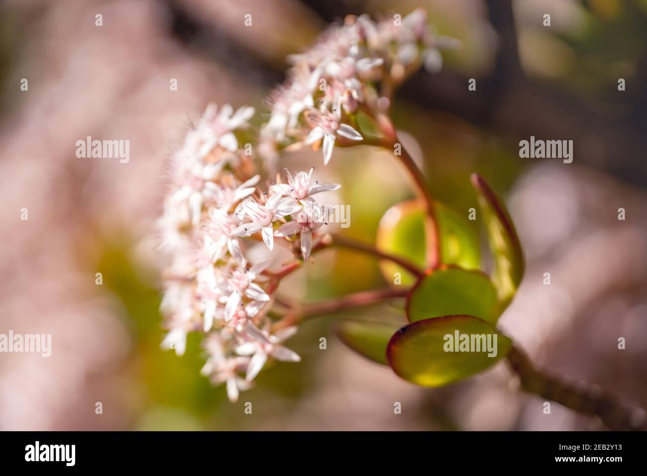 Ramo di Jade pianta con bella stella a forma di fiori bianco-rosa vicino su Foto Stock