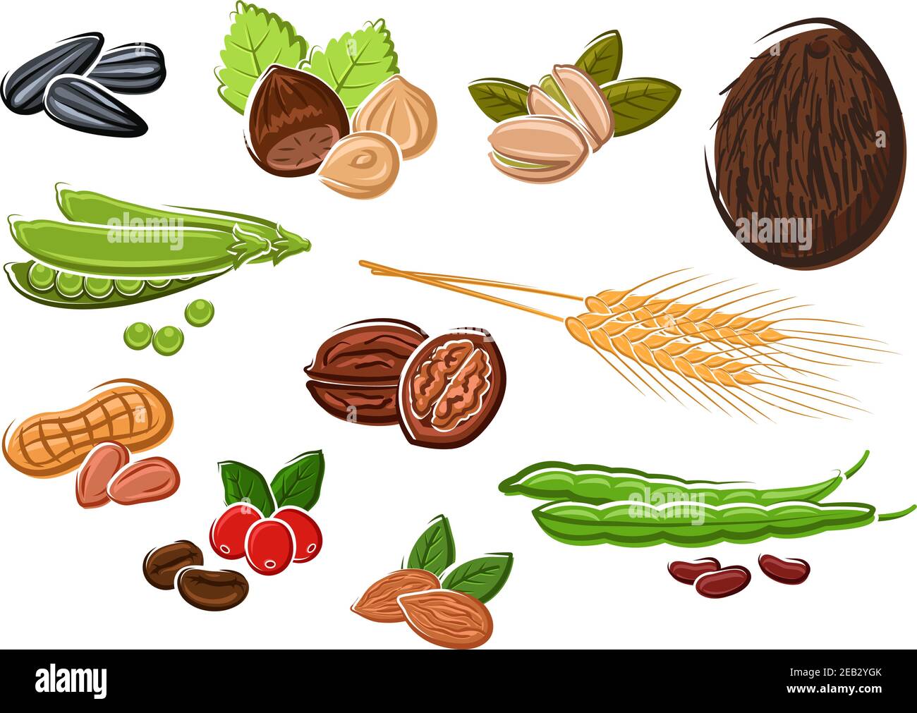 Cocco, noci, arachidi, chicchi di caffè tostati e freschi, pistacchi, mandorle, cialde verdi di piselli dolci e fagioli, semi di girasole, nocciole e siero di latte Illustrazione Vettoriale