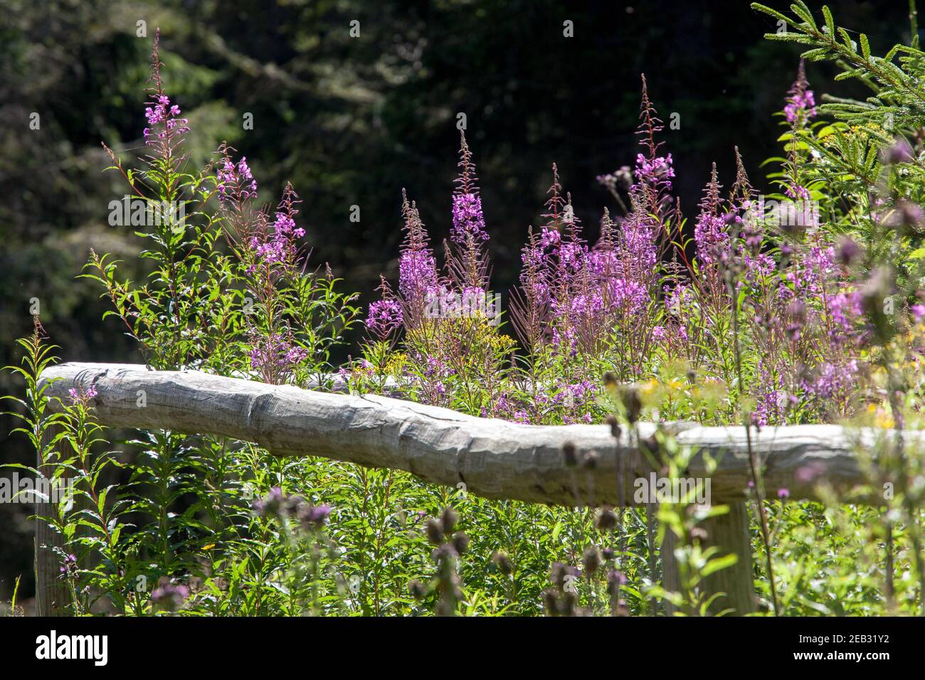 Chamaenerion angustifolium Willowwib che cresce nel Parco Nazionale di Sumava Repubblica Ceca montagna pianta Foto Stock
