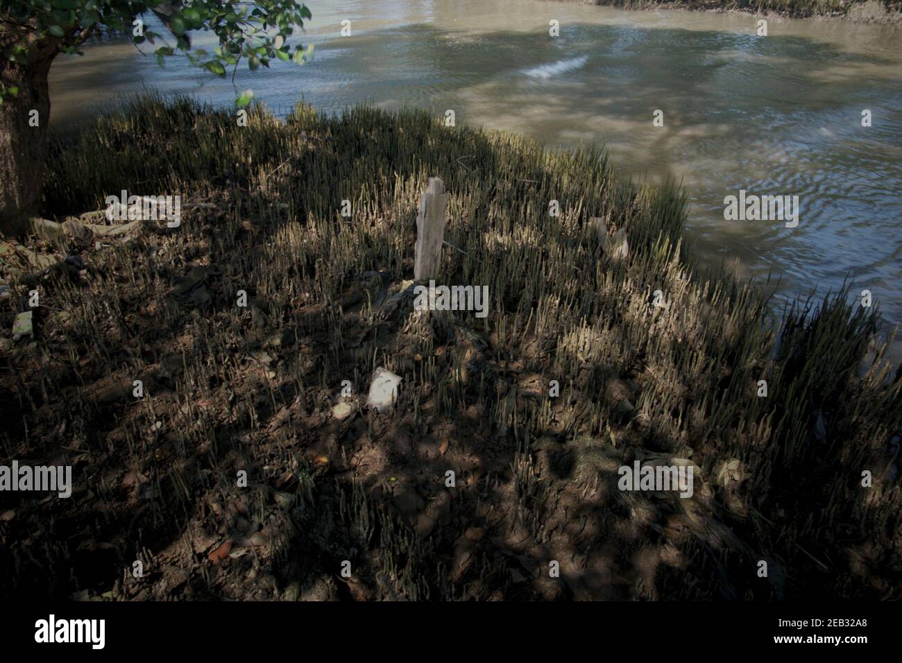 Palo di legno e cucciolate tra l'ambiente di mangrovie vicino al villaggio di Kamal Muara nella zona costiera di Giacarta, Indonesia. Foto Stock