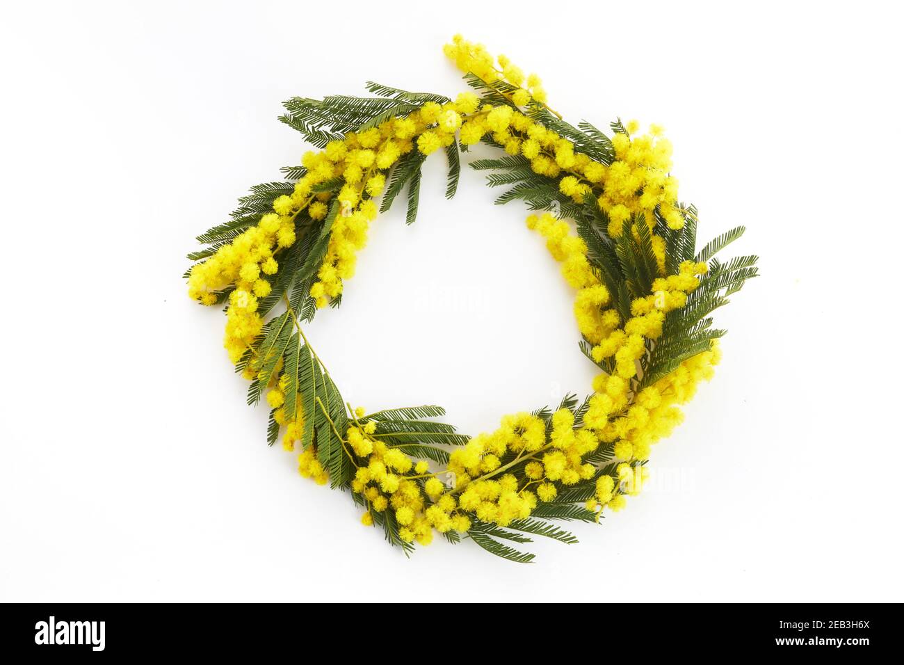 Corona fatta di fiori mimosa su sfondo bianco. Disposizione piatta, vista dall'alto, spazio per la copia. Foto Stock