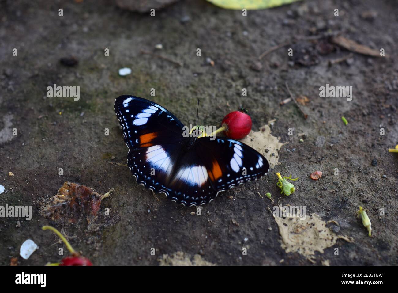 Alimentazione comune delle mosche di uovo su una frutta caduta sul terreno Foto Stock