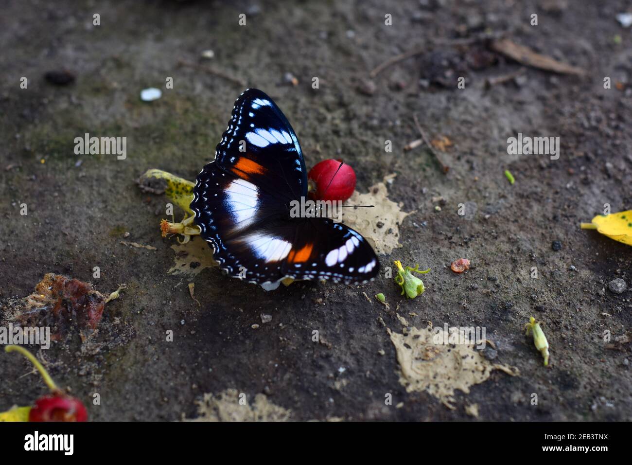 Alimentazione comune delle mosche di uovo su una frutta caduta sul terreno Foto Stock
