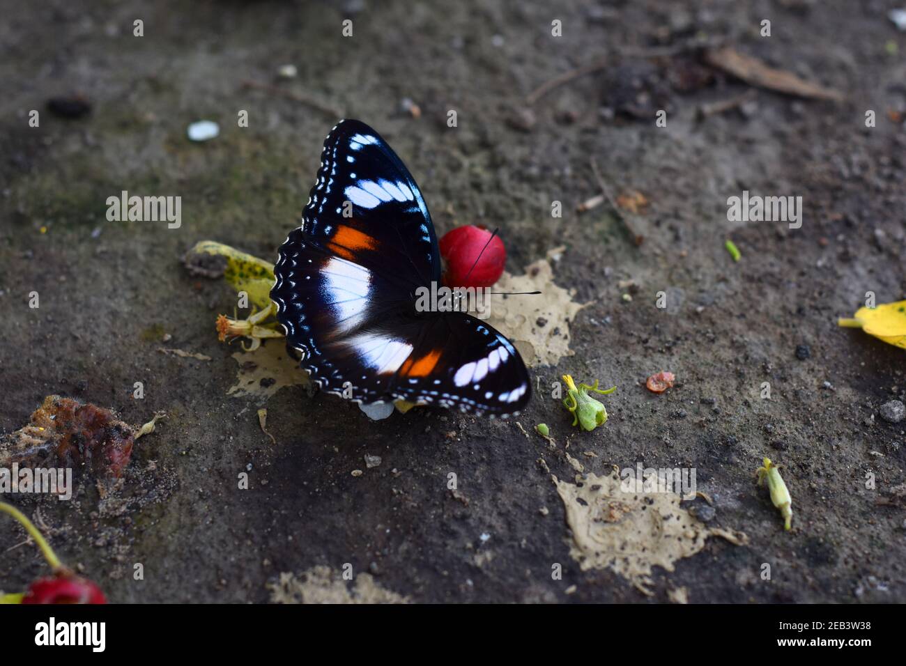 Alimentazione comune delle mosche di uovo su una frutta caduta sul terreno Foto Stock
