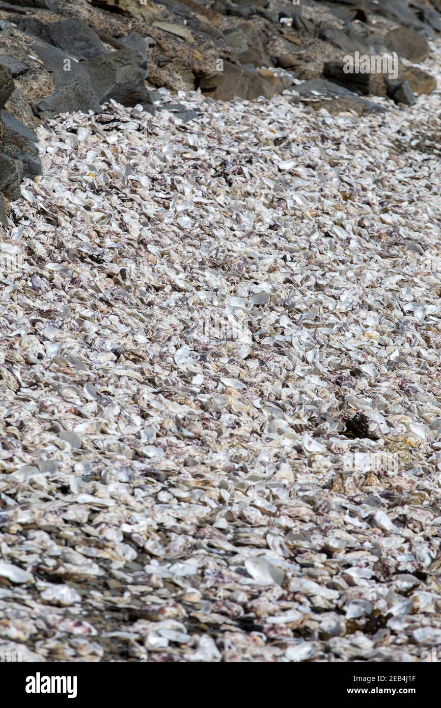 Migliaia di gusci vuoti di ostriche mangiato gettato sul pavimento del mare a Cancale, famoso per allevamenti di ostriche. Brittany, Francia Foto Stock