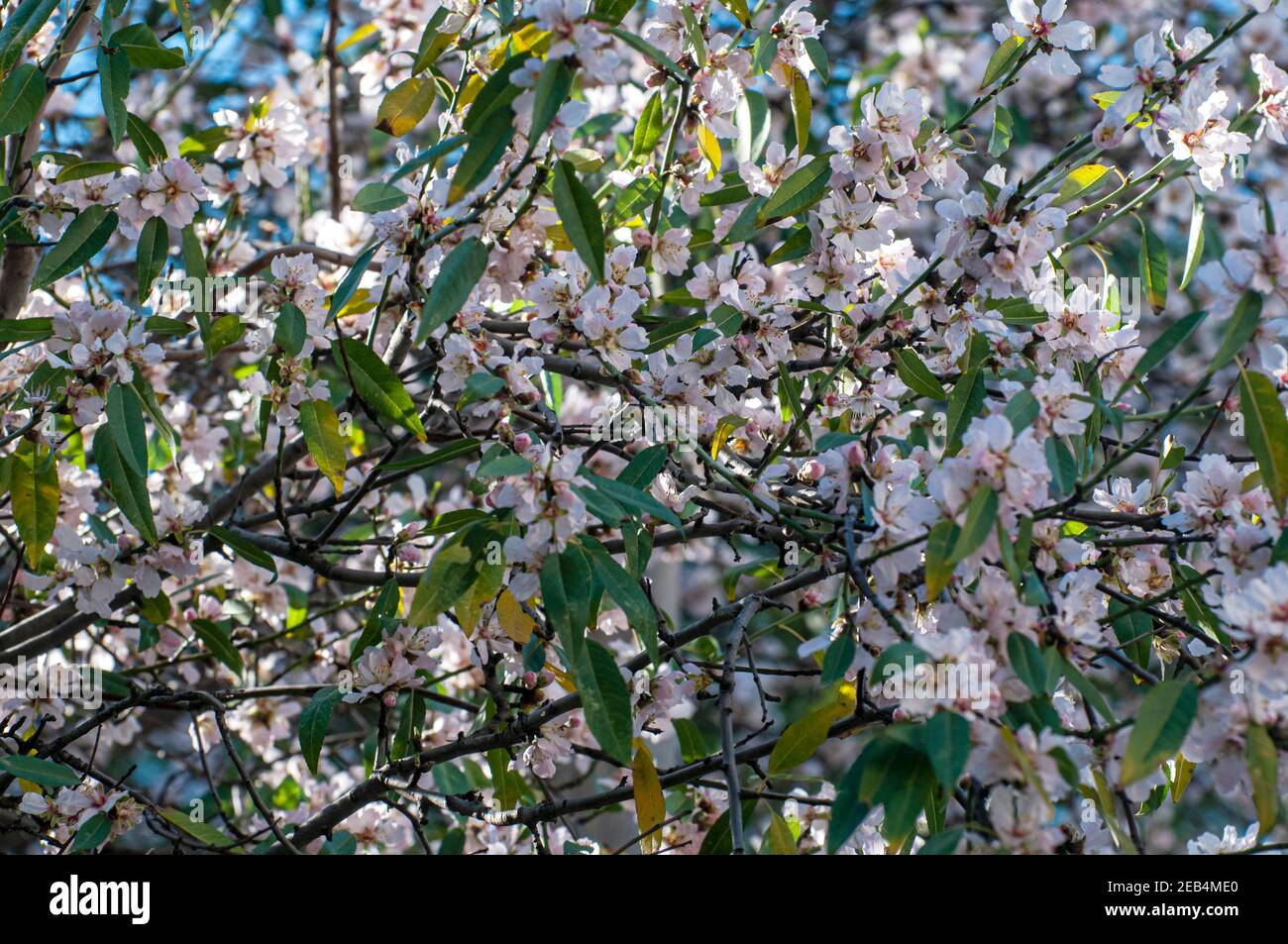 Fuoco selettivo Abstract fiori bianchi su un arbustivo Foto Stock