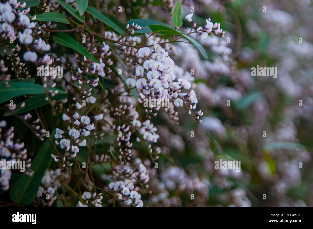 Fuoco selettivo Abstract fiori bianchi su un arbustivo Foto Stock