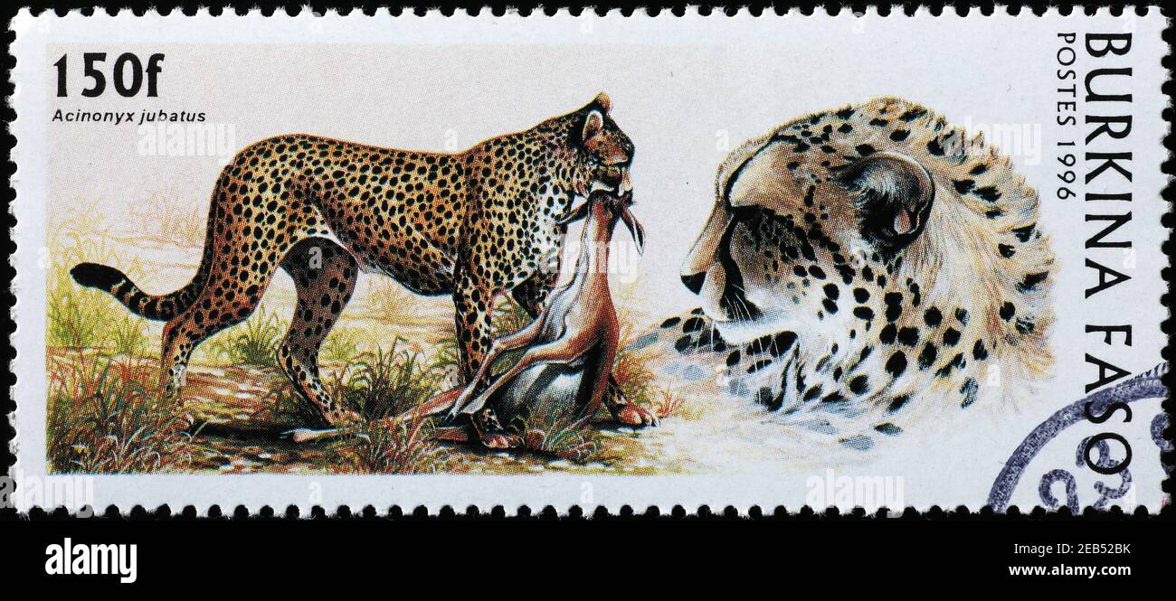 Ghepardo con preda sul francobollo africano Foto Stock