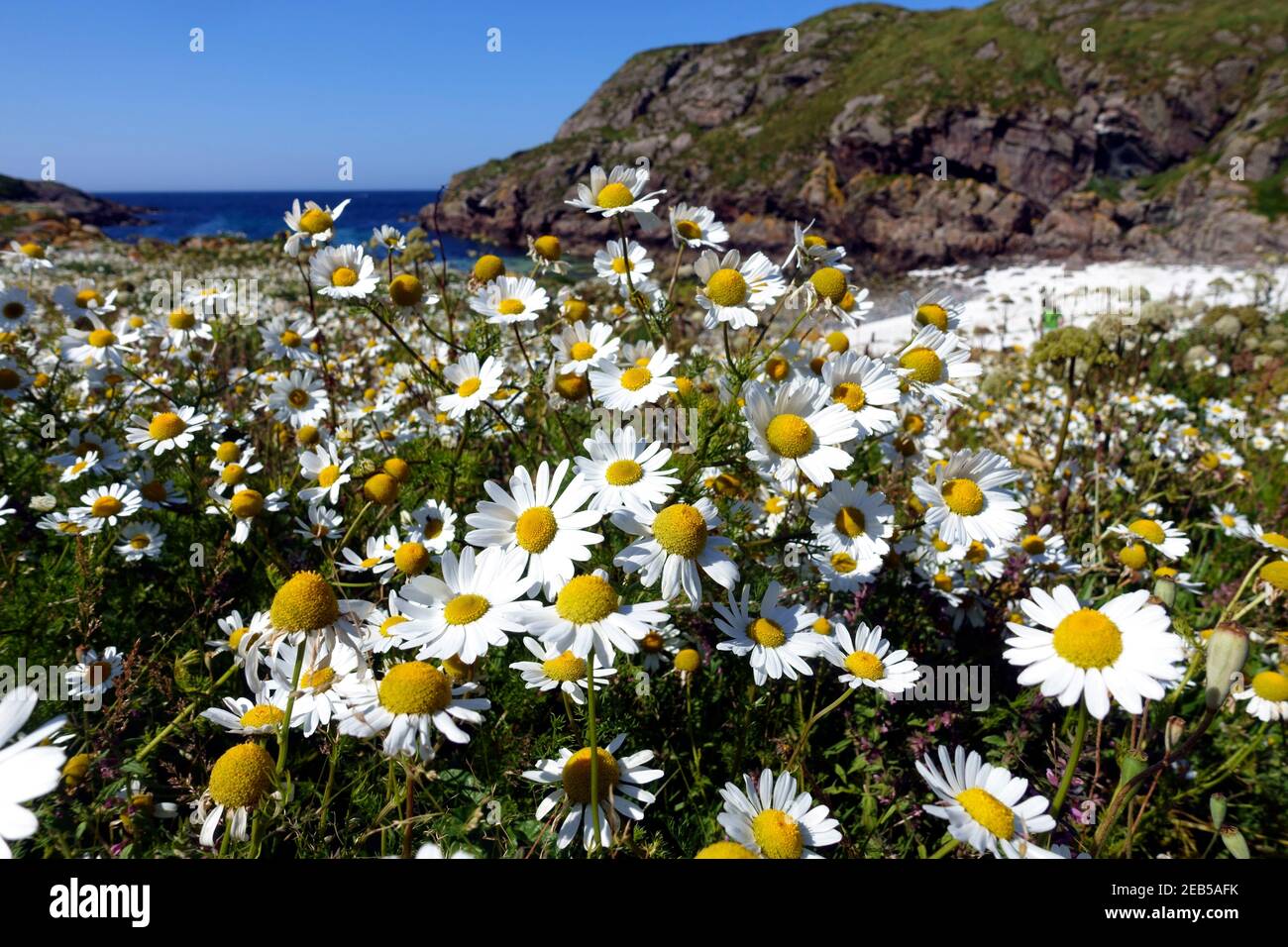 Le margherite selvatiche dell'occhio di bue, leucanthemum vulgare, su un'isola deserta al largo della costa occidentale della Scozia Foto Stock