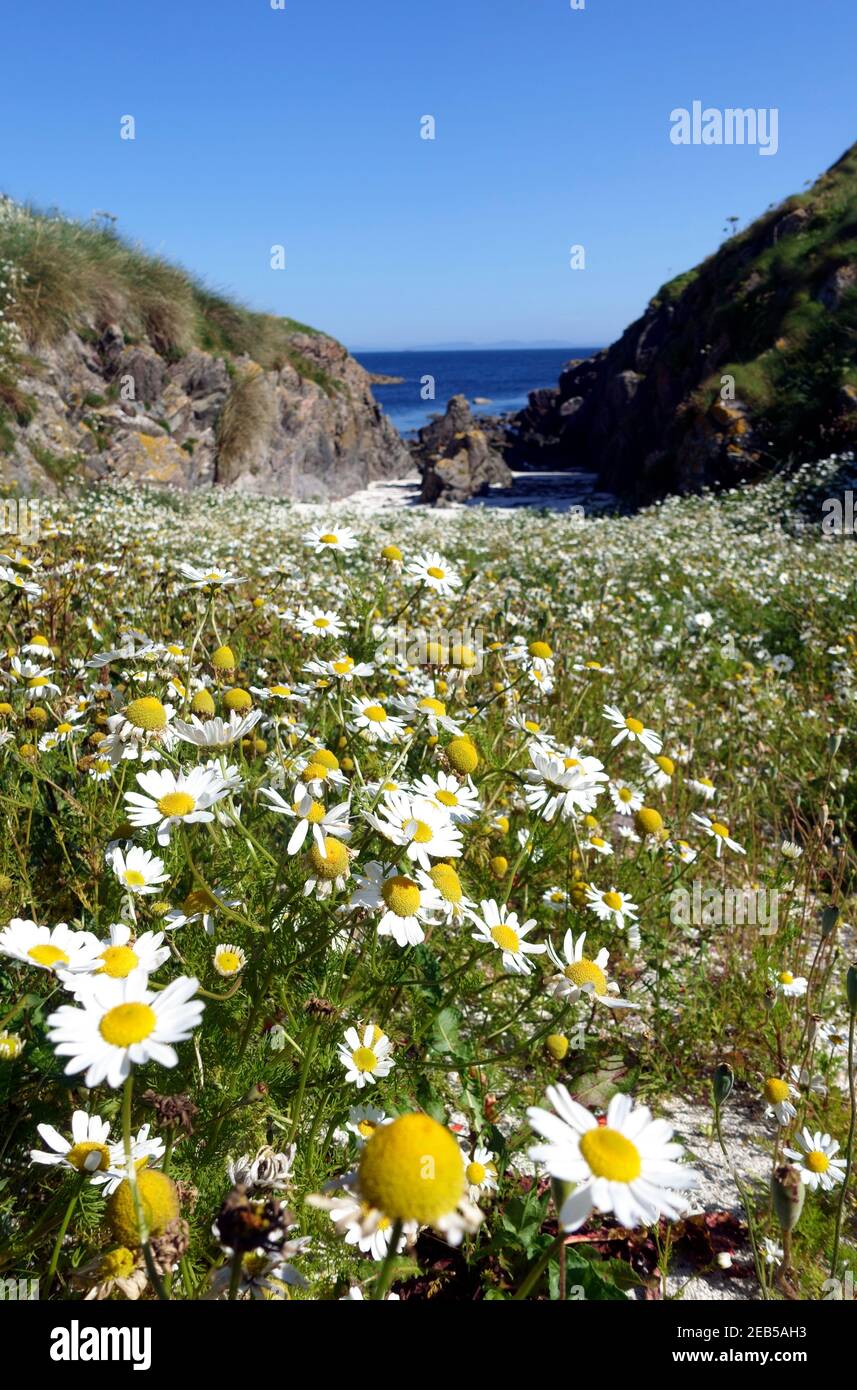 Le margherite selvatiche dell'occhio di bue, leucanthemum vulgare, su un'isola deserta al largo della costa occidentale della Scozia Foto Stock