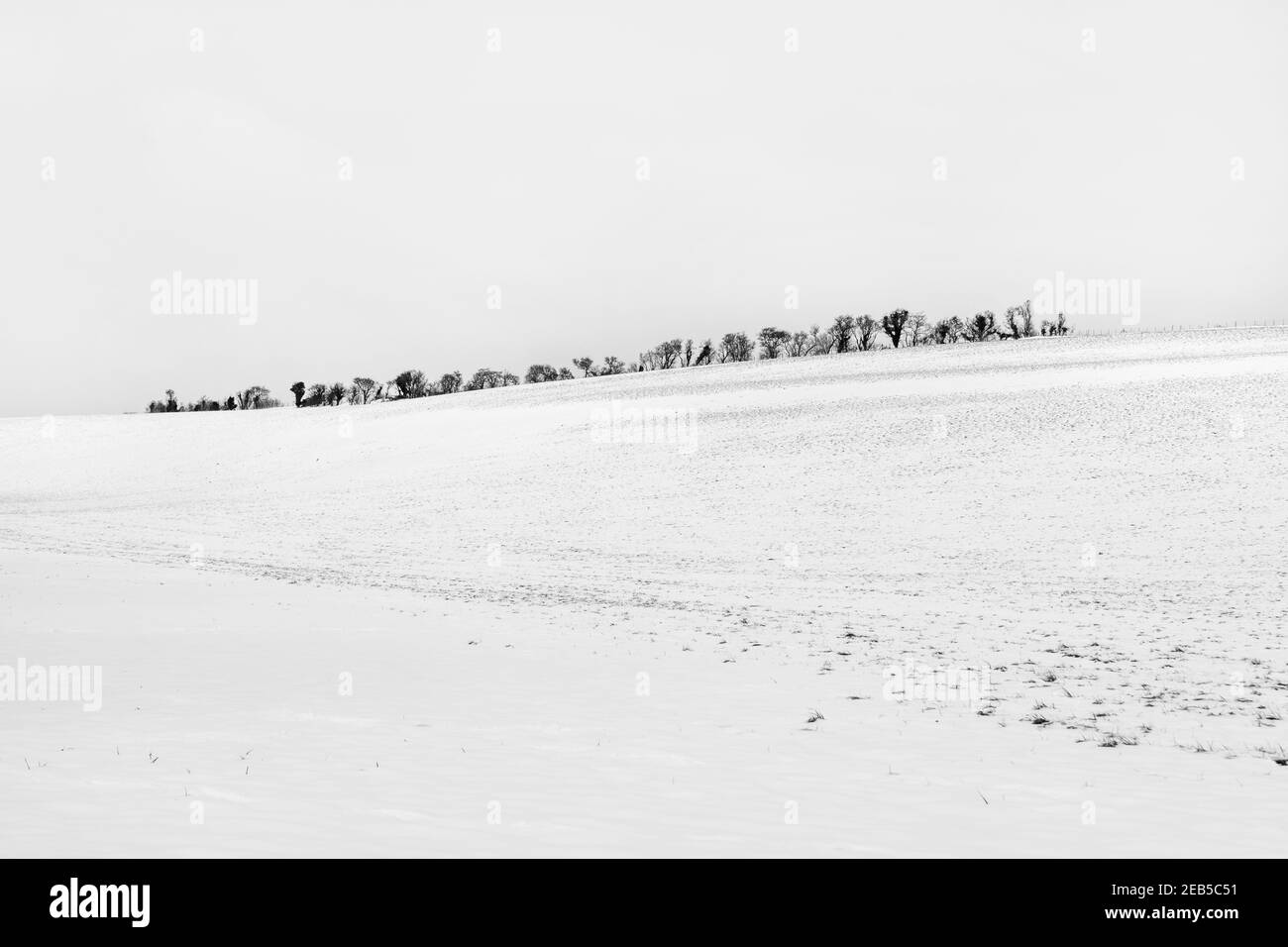 Un ricamo in un campo innevato nel Kent. Foto Stock