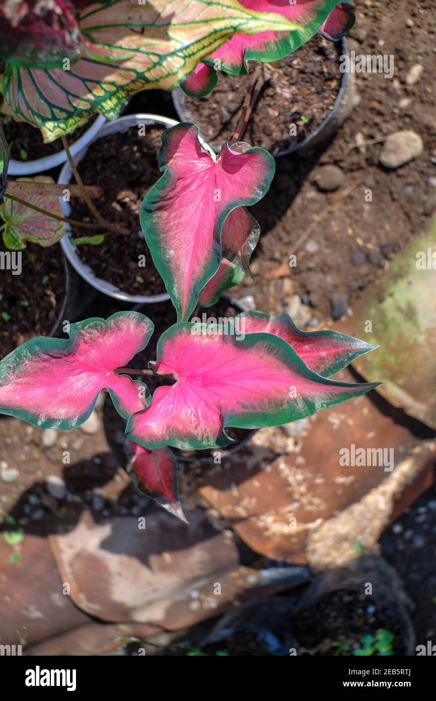 Caladium Red mandova (Caladium sp) merupakan tanaman hias yang memiliki warna merah muda dengan warna tepi daun hijau tua. Tanaman ini memiliki tekstu Foto Stock