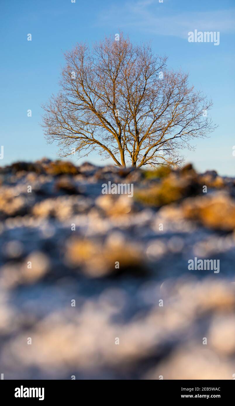 Campo arato congelato con un albero senza foglie sullo sfondo Foto Stock